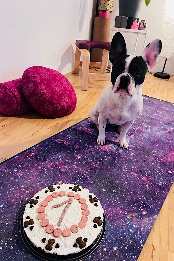 Französische Bulldogge Bindy mit Geburtstagstorte