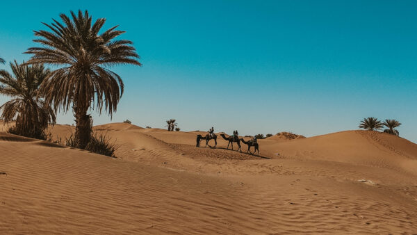 Karawane und Palmenhain in der Sahara