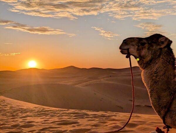 Kamel in der Sahara bei Sonnenuntergang
